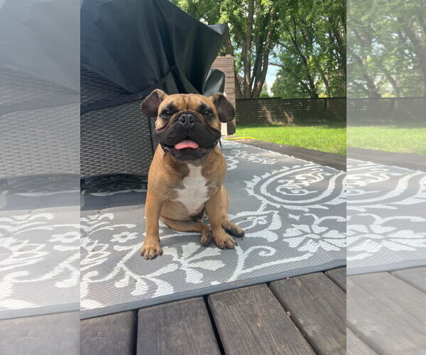 Medium Photo #1 French Bulldog Puppy For Sale in St. Louis Park, MN, USA