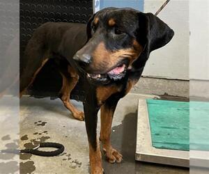 Doberman Pinscher Dogs for adoption in Camarillo, CA, USA