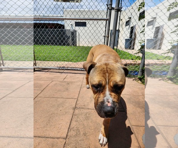 Medium Photo #1 Mutt Puppy For Sale in columbia, SC, USA