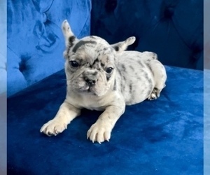 French Bulldog Puppy for sale in LINCOLN PARK, NV, USA