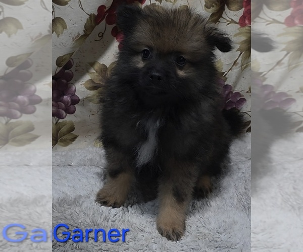 Medium Photo #1 Pomeranian Puppy For Sale in AZLE, TX, USA