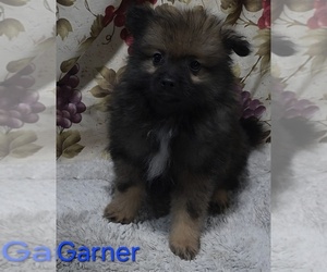 Pomeranian Puppy for sale in AZLE, TX, USA