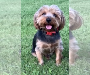 Yorkshire Terrier Puppy for sale in EDMOND, OK, USA