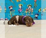 Small #1 Dachshund