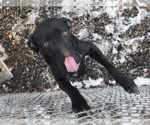Labrador Retriever-Unknown Mix Dogs for adoption in Albemarle, NC, USA