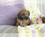 Small #2 ShihPoo