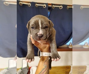 American Pit Bull Terrier Puppy for sale in TOMAH, WI, USA
