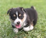 Puppy Puppy 5 Pembroke Welsh Corgi