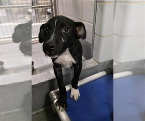 Labrador Retriever-Unknown Mix Dogs for adoption in San Antonio, TX, USA