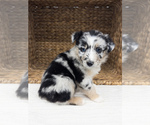 Puppy Reagan Australian Shepherd