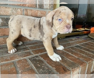 Olde English Bulldogge Puppy for sale in BEECH GROVE, IN, USA