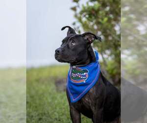 Mutt Dogs for adoption in  Gainesville, FL, USA