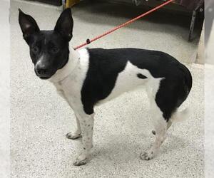 Border Collie-Unknown Mix Dogs for adoption in Conroe, TX, USA