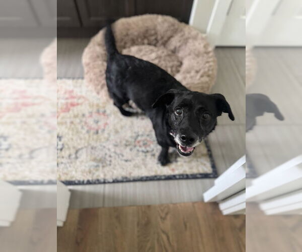 Medium Photo #2 Labbe Puppy For Sale in Shermans Dale, PA, USA