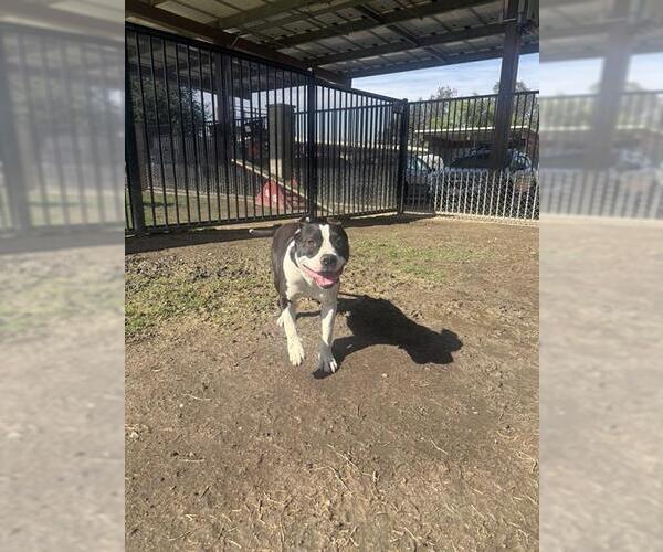 Medium Photo #1 Mutt Puppy For Sale in Riverside, CA, USA