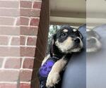 Small American Pit Bull Terrier Mix