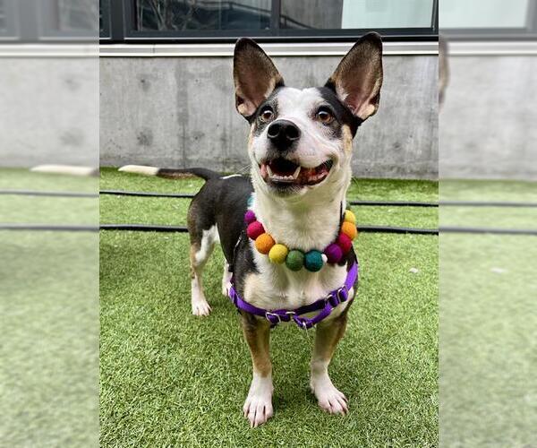 Medium Photo #1 Rat Terrier-Unknown Mix Puppy For Sale in San Francisco, CA, USA