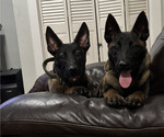 Small #1 Belgian Malinois