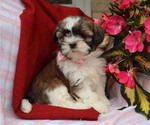 Small #3 Shih Tzu