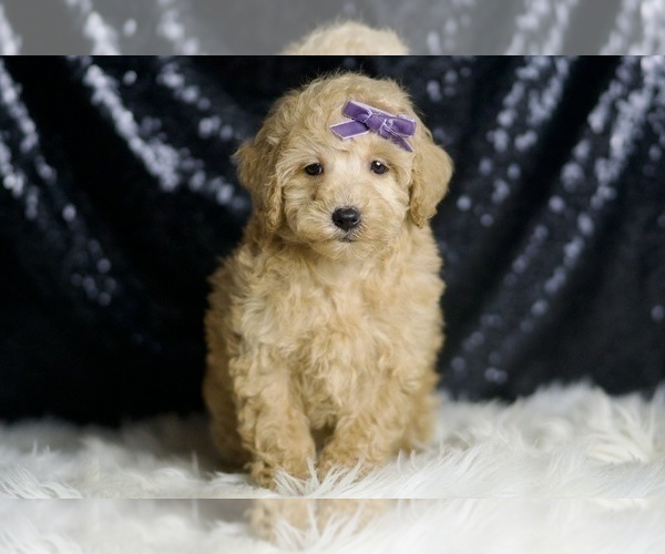 Medium Photo #1 Poodle (Toy) Puppy For Sale in WARSAW, IN, USA
