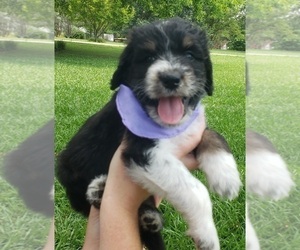 Aussiedoodle Puppy for Sale in ATHENS, Alabama USA
