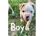 Small #5 American Bulldog