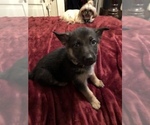 Small Photo #14 German Shepherd Dog Puppy For Sale in ROANOKE, VA, USA