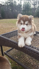 Siberian Husky Puppy for sale in LOUISBURG, NC, USA