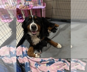 Mother of the Bernese Mountain Dog puppies born on 02/02/2024