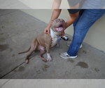 Small Photo #2 American Pit Bull Terrier-Unknown Mix Puppy For Sale in McKinney, TX, USA