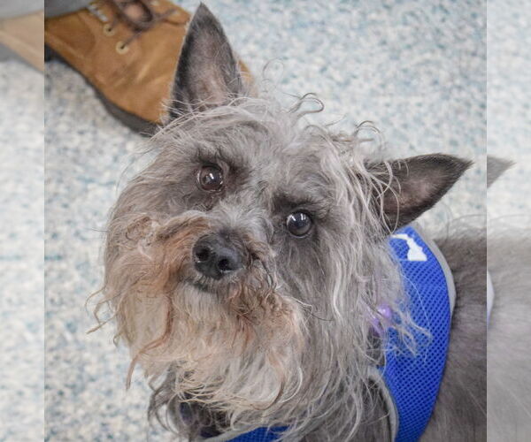 Medium Photo #5 Mutt Puppy For Sale in Huntley, IL, USA