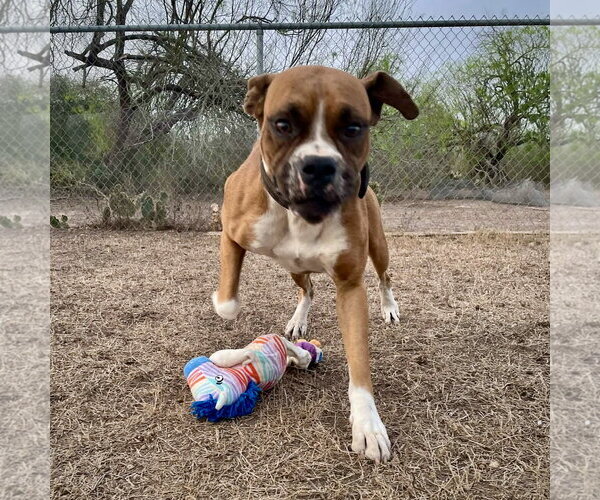 Medium Photo #5 Boxer Puppy For Sale in Dumont, NJ, USA