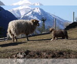 Small Photo #13 Great Pyrenees-Tibetan Mastiff Mix Puppy For Sale in Lillooet, British Columbia, Canada