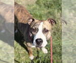 Small Staffordshire Bull Terrier Mix