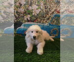 Small #1 Great Pyrenees