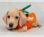 AKC Charlie - Male Dachshund Puppy for Sale - Small photo