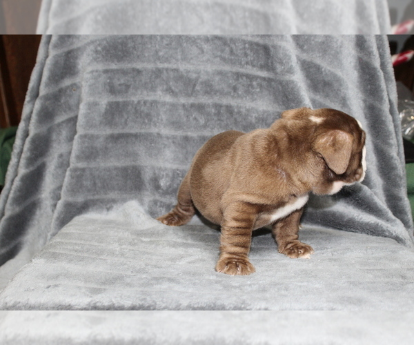 Medium Photo #5 Bulldog Puppy For Sale in BRANDON, FL, USA