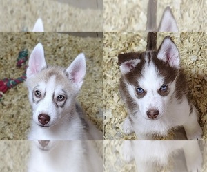 Siberian Husky Puppy for sale in HEPPNER, OR, USA