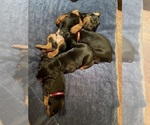 Small #20 Doberman Pinscher