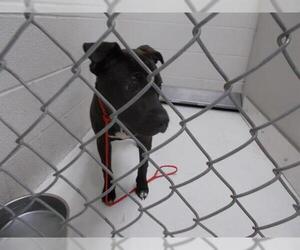 Mutt Dogs for adoption in Temple, TX, USA