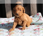 Small Photo #6 Goldendoodle (Miniature) Puppy For Sale in BLOOMINGTON, IN, USA