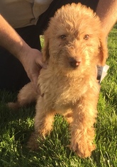 Labradoodle Puppy for sale in TUSCOLA, IL, USA
