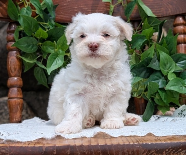 Medium Photo #31 Havanese Puppy For Sale in GOSHEN, IN, USA