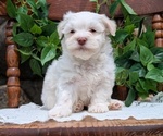 Small Photo #31 Havanese Puppy For Sale in GOSHEN, IN, USA