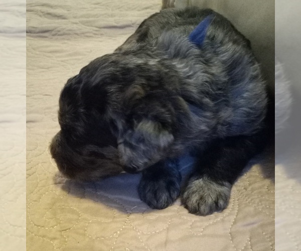 Medium Photo #4 Labradoodle Puppy For Sale in JEFFERSONTOWN, KY, USA