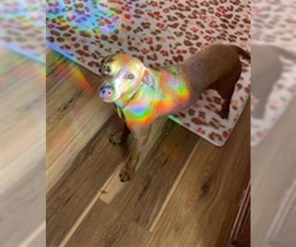 Medium Photo #1 Chihuahua Puppy For Sale in Bakersfield, CA, USA