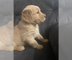 Small Photo #2 Golden Retriever Puppy For Sale in CITRUS HEIGHTS, CA, USA