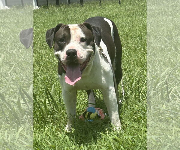 Medium Photo #1 American Pit Bull Terrier-Unknown Mix Puppy For Sale in Virginia Beach, VA, USA