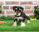 Small #17 Schnauzer (Miniature)