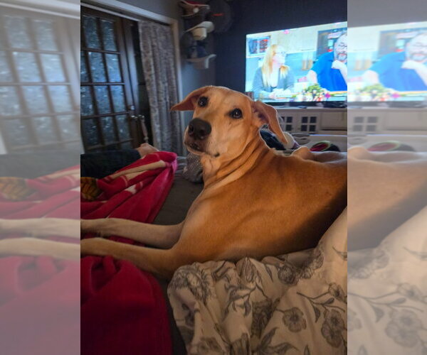 Medium Photo #4 German Shepherd Dog-Great Dane Mix Puppy For Sale in Bullard, TX, USA